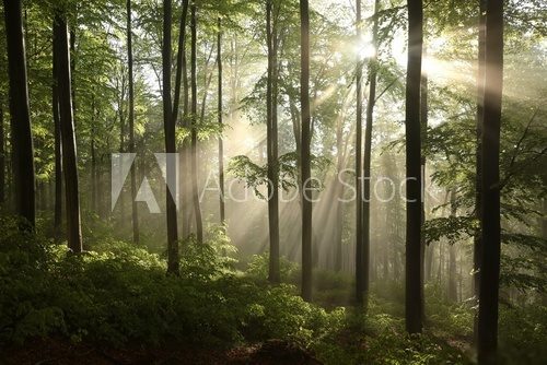 Spring beech forest after a few days of rain in a foggy morning  Las Fototapeta