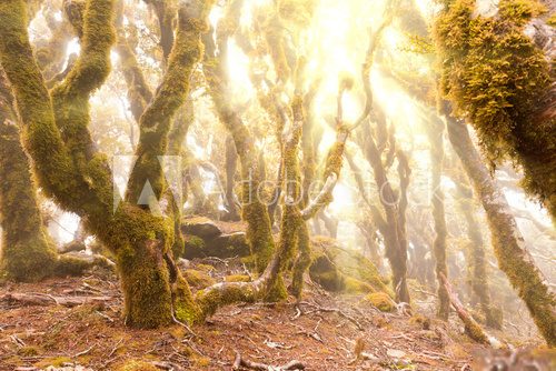 Virgin mountain rainforest of Marlborough, NZ  Las Fototapeta