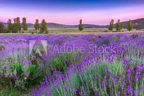 Sunset over a summer lavender field in Tihany, Hungary  Prowansja Fototapeta