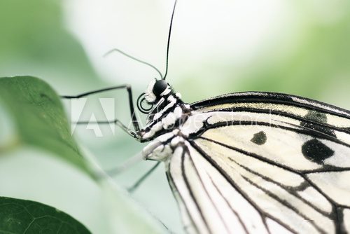 papillon  Motyle Fototapeta