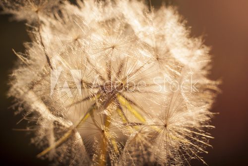 Flower Dandelion. Close-up  Dmuchawce Fototapeta