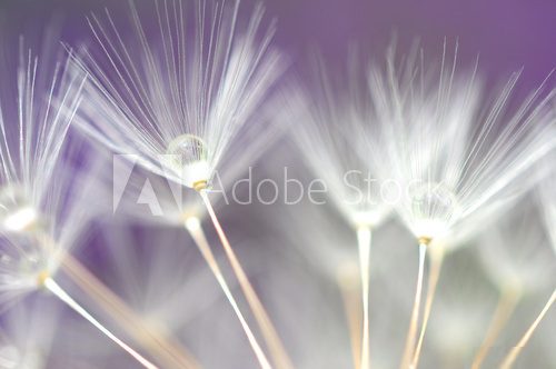 water droplet on dandelion seeds  Dmuchawce Fototapeta