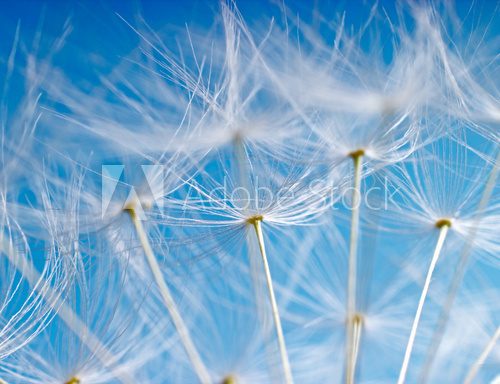 The Dandelion background. Macro photo of dandelion seeds.  Dmuchawce Fototapeta