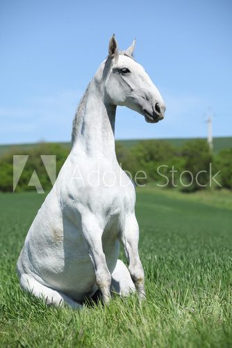 Amazing sitting horse in nature  Plakaty do Salonu Plakat