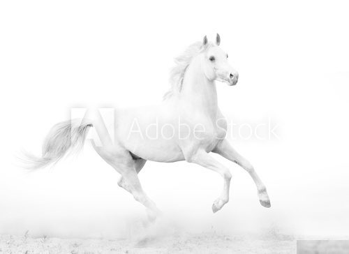 white stallion  Plakaty do Salonu Plakat