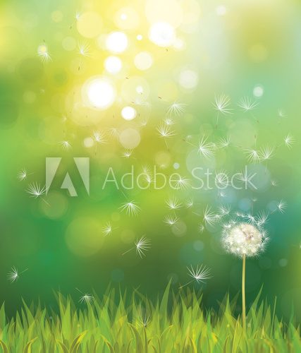 Vector of spring background with white dandelion.  Na drzwi Naklejka