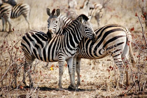 Two Zebras standing side by side  Afryka Fototapeta