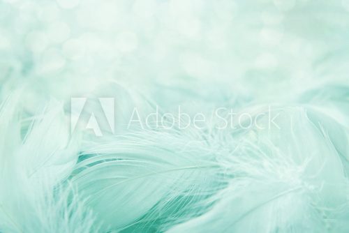 Soft fluffy feathers  Obrazy do Salonu Obraz