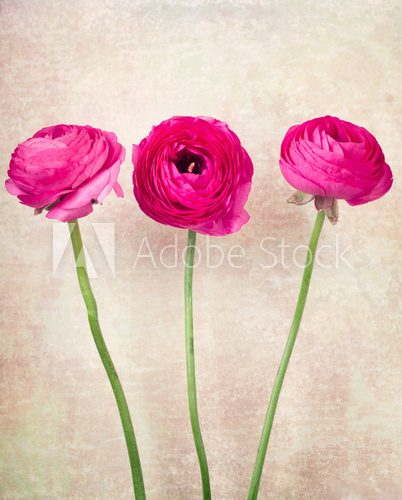 Three single ranunculus flowers on vintage background  Obrazy do Sypialni Obraz