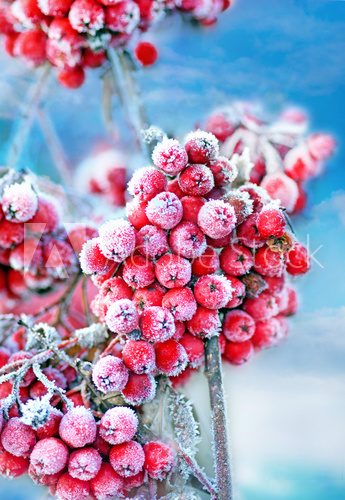 Frozen rowan berries  Obrazy do Sypialni Obraz