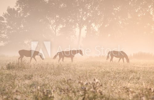 horses in sunshine and fog  Obrazy do Sypialni Obraz
