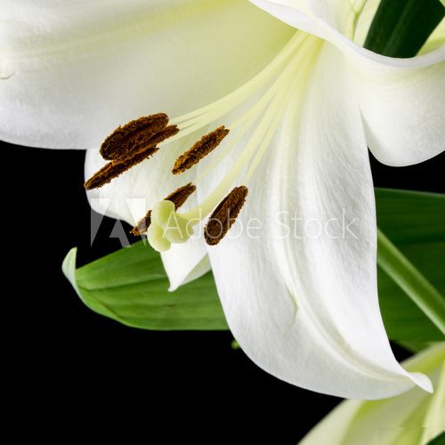 Close up of a beautiful white lily  Obrazy do Sypialni Obraz