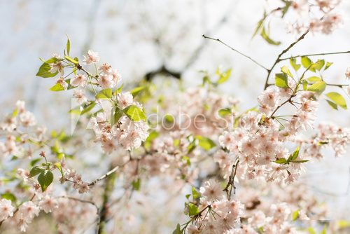 Close-up of sakura flower petals.  Obrazy do Sypialni Obraz