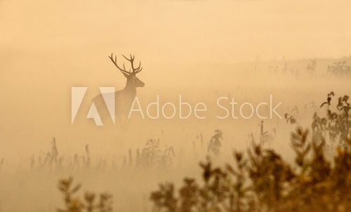 Red deer with big antlers stands on meadow on foggy morning  Zwierzęta Obraz