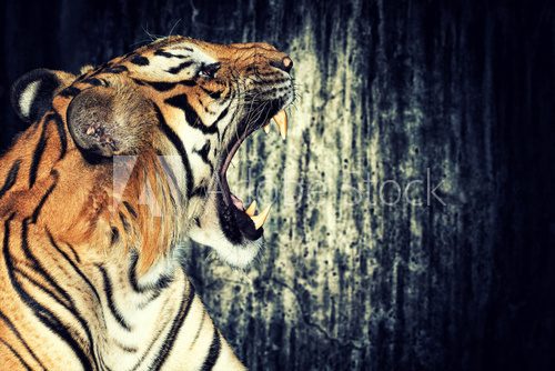 Tiger against grunge wall  Zwierzęta Obraz