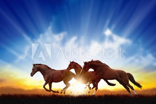 Running horses  Zwierzęta Obraz