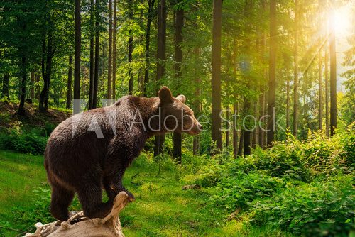 curious little bear in the forest  Zwierzęta Obraz