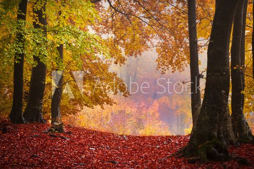 Foggy mystic forest during fall  Krajobraz Fototapeta