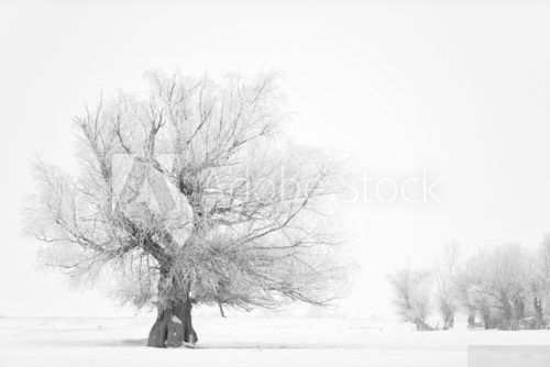 Beautiful tree in winter time in February 2014, Romania  Krajobraz Fototapeta