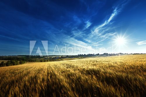 wheat field in sunset time  Krajobraz Fototapeta
