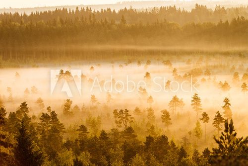 Misty Trees in the Morning  Krajobraz Fototapeta
