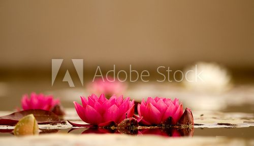 Beautiful Pink Lotus,  Orientalne Fototapeta