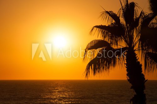 Evening sea, palm trees, sunset  Zachód Słońca Fototapeta