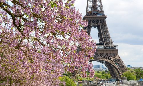 Spring in Paris. Blossoming jacarandas and the Eiffel Tower  Fototapety Wieża Eiffla Fototapeta