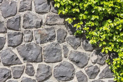 Halb Steinmauer - Halb Pflanze  Mur Fototapeta