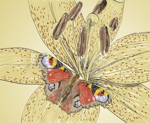 Pawie oko siedzące na lilii Drawn Sketch Fototapeta