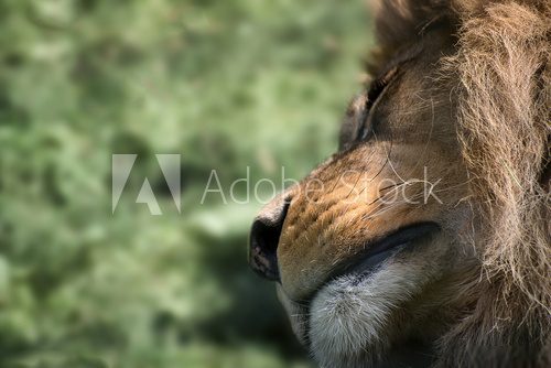 Unusual facial portrait of sleeping Barbary African Atlas Lion  Zwierzęta Fototapeta