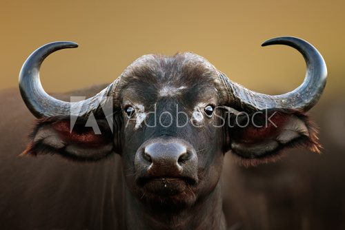 African buffalo Cow Portrait  Zwierzęta Fototapeta