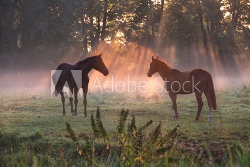 horses in morning misty sunbeams  Zwierzęta Fototapeta