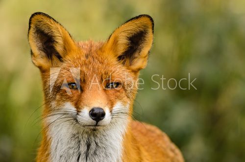 Red fox (Vulpes vulpes)  Zwierzęta Fototapeta