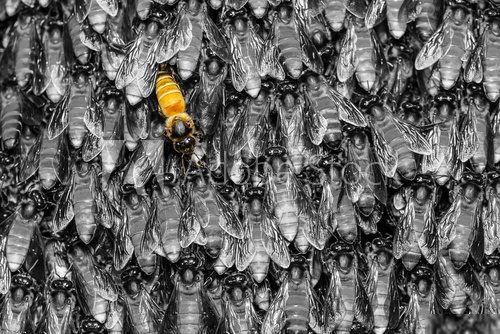 Yellow bee in black  background  Zwierzęta Fototapeta