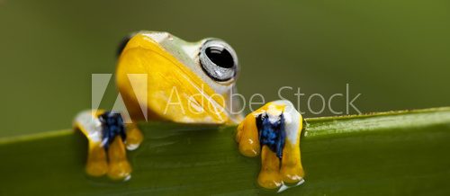 Exotic frog  Zwierzęta Fototapeta