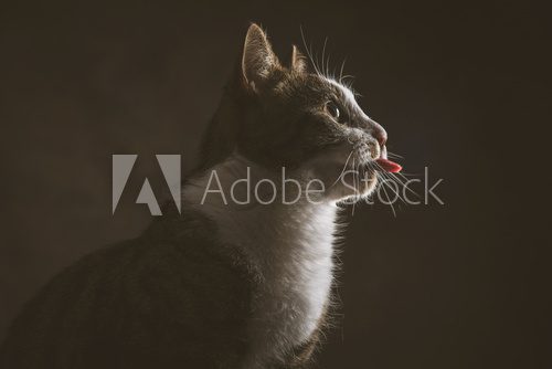 Cute young tabby cat with white chest against dark fabric backgr  Zwierzęta Fototapeta