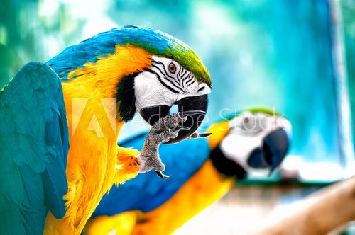 Macaw parrots in the wild with tropical jungle background  Zwierzęta Fototapeta