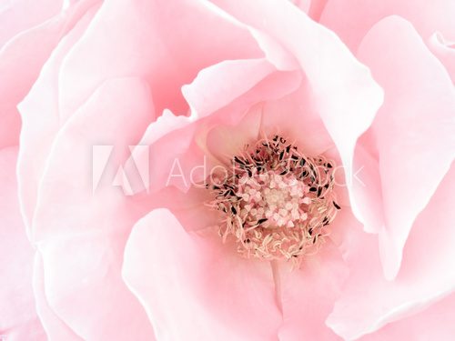 Pale pink rose detail, stamens  Kwiaty Plakat