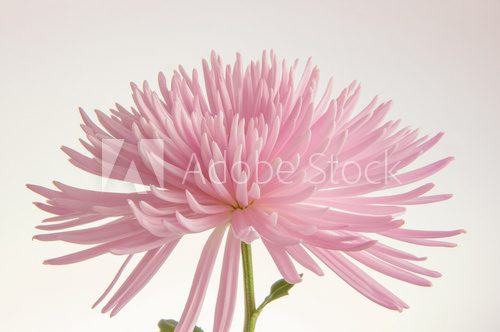 Pink chrysanthemum isolated  Kwiaty Plakat