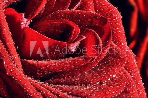 Red wet rose close-up. Greeting card or background  Kwiaty Plakat