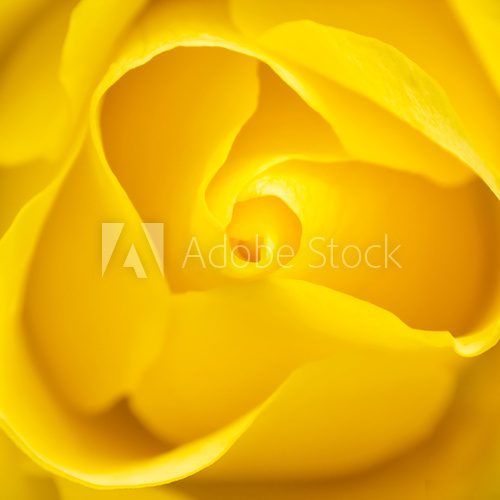 Yellow Rose  Kwiaty Plakat