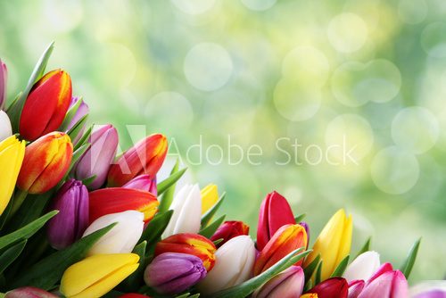 tulip background  Kwiaty Plakat