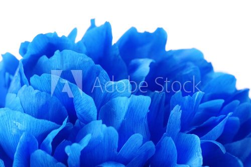 Beautiful blue flower close-up  Kwiaty Plakat