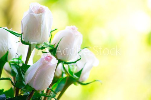 rose  Kwiaty Plakat