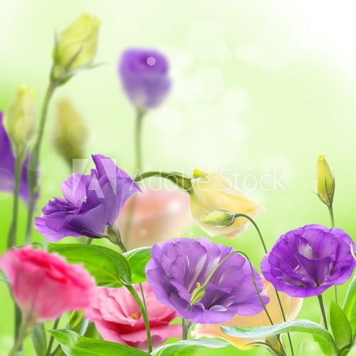 Beautiful flowers eustoma.  Kwiaty Plakat