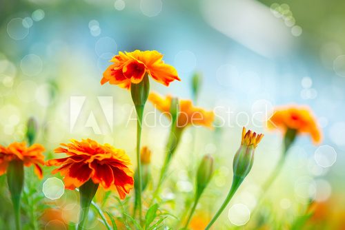 Tagetes Marigold Flower. Autumn Flowers Background  Kwiaty Plakat