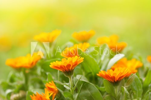 Marigold flowers  Kwiaty Plakat