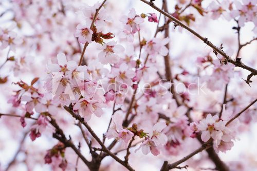 japan sakura cherry blossom  Kwiaty Plakat