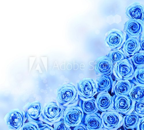 Turquoise Roses over white background. Border  Kwiaty Plakat